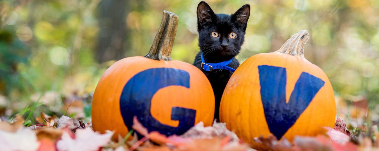 black cat and two pumpkins that say GV